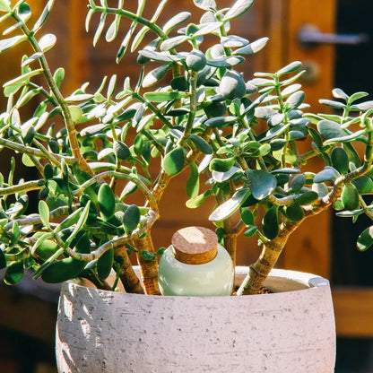 Olla verte