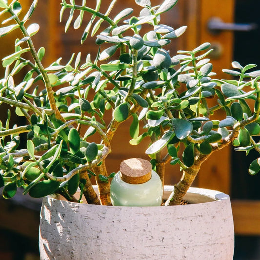 Olla verte