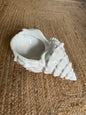 Pot Coquillage